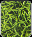 Shaggy Rugs manufacturers india