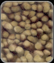 Shaggy Rugs manufacturers india